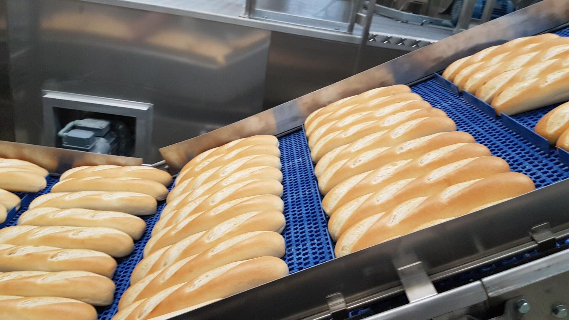 Rows of freshly baked baguettes move along a blue conveyor belt in an industrial bakery setting, with stainless steel equipment in the background.