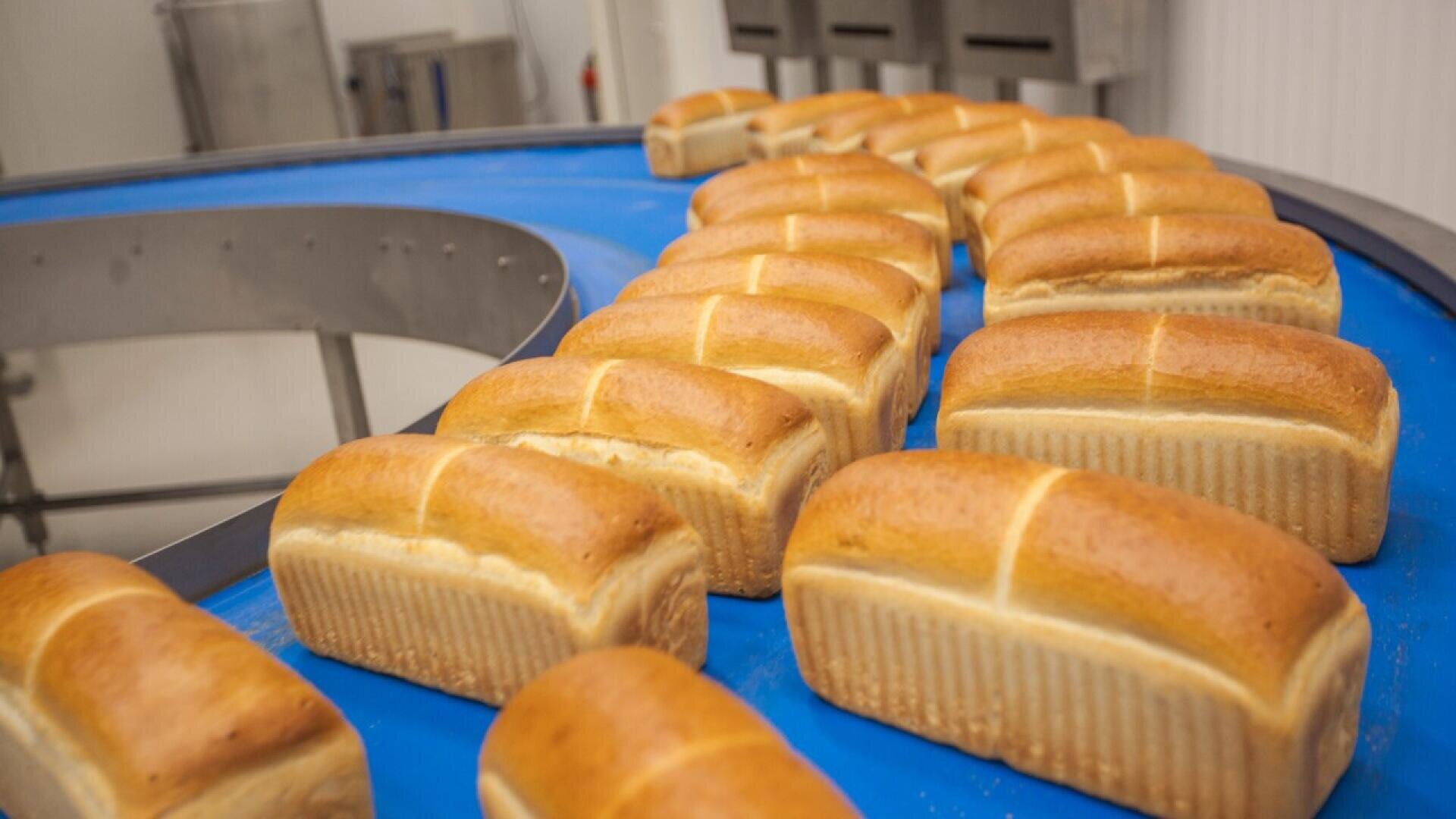 Mehrere frisch gebackene Brotlaibe laufen über ein gebogenes blaues Förderband in einer gewerblichen Bäckerei.