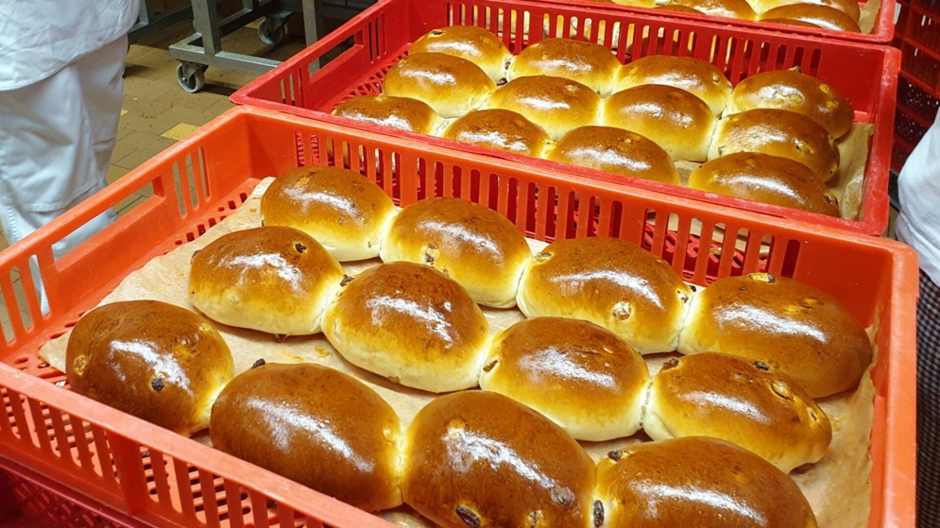 Frisch gebackene goldbraune Brötchen mit Rosinen sind in roten Plastikschalen aufgereiht, bereit zur Verteilung oder zum Abkühlen in einer Bäckerei.