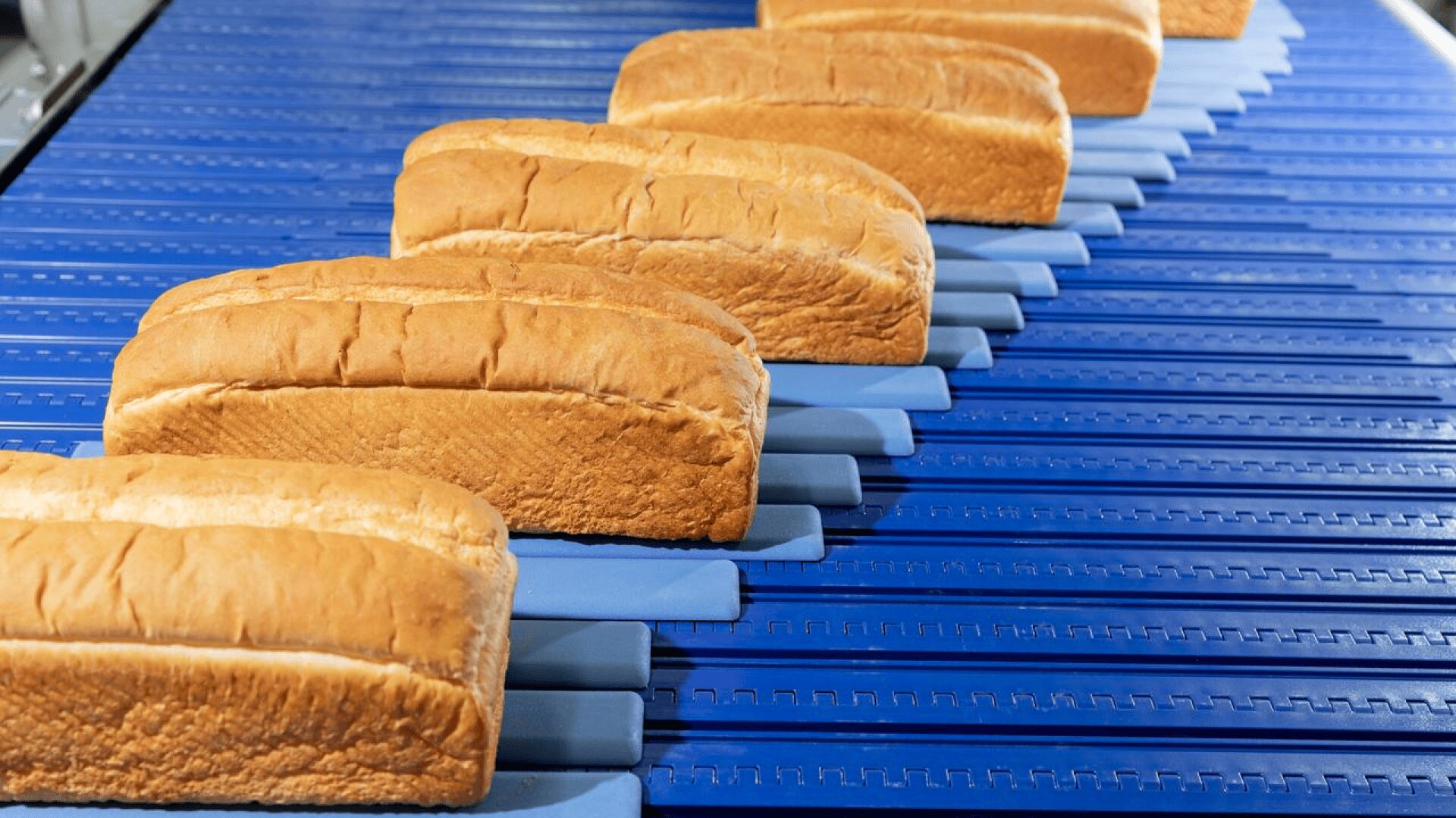 Several loaves of sliced bread are lined up on a blue conveyor belt in what appears to be a bakery or factory setting.