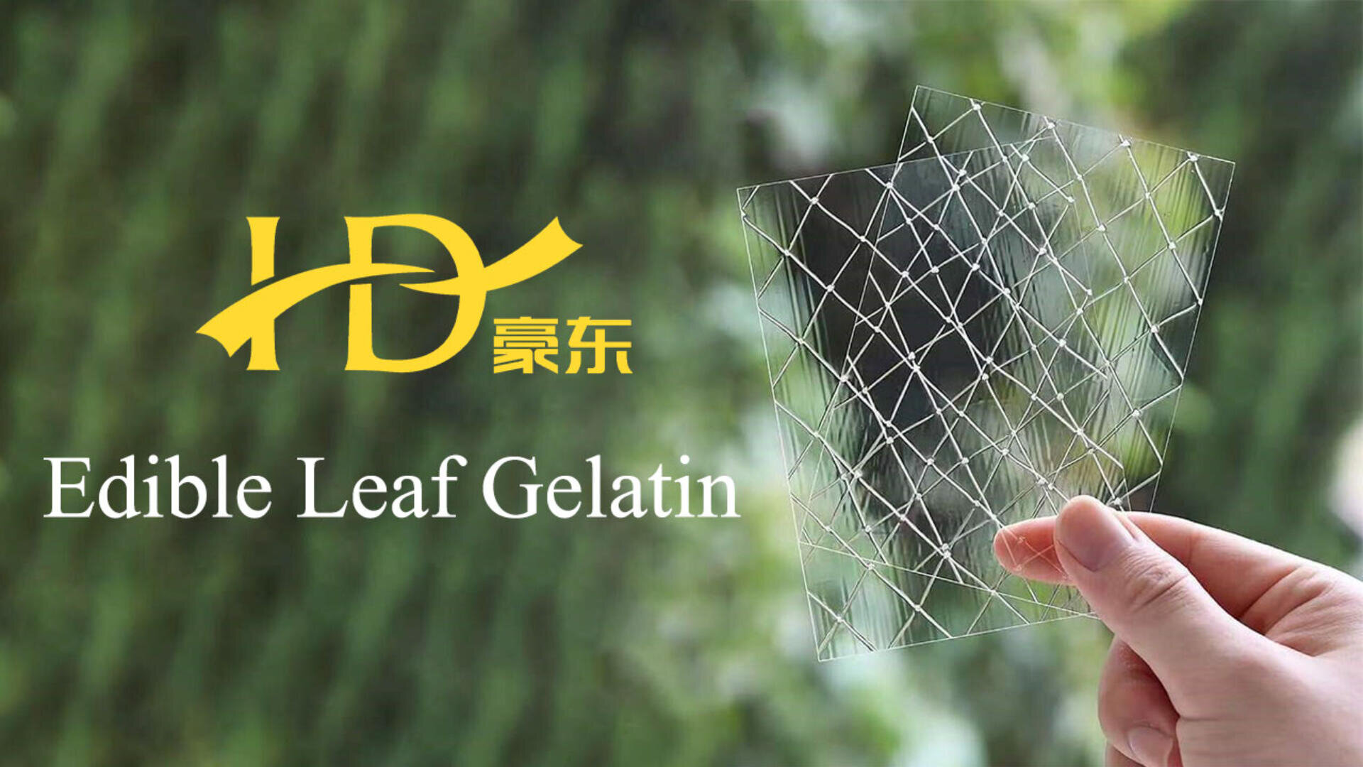 A hand holds two transparent, crisscross-patterned sheets of edible leaf gelatin against a blurred green background. The text reads Edible Leaf Gelatin with a yellow logo and Chinese characters beside it.