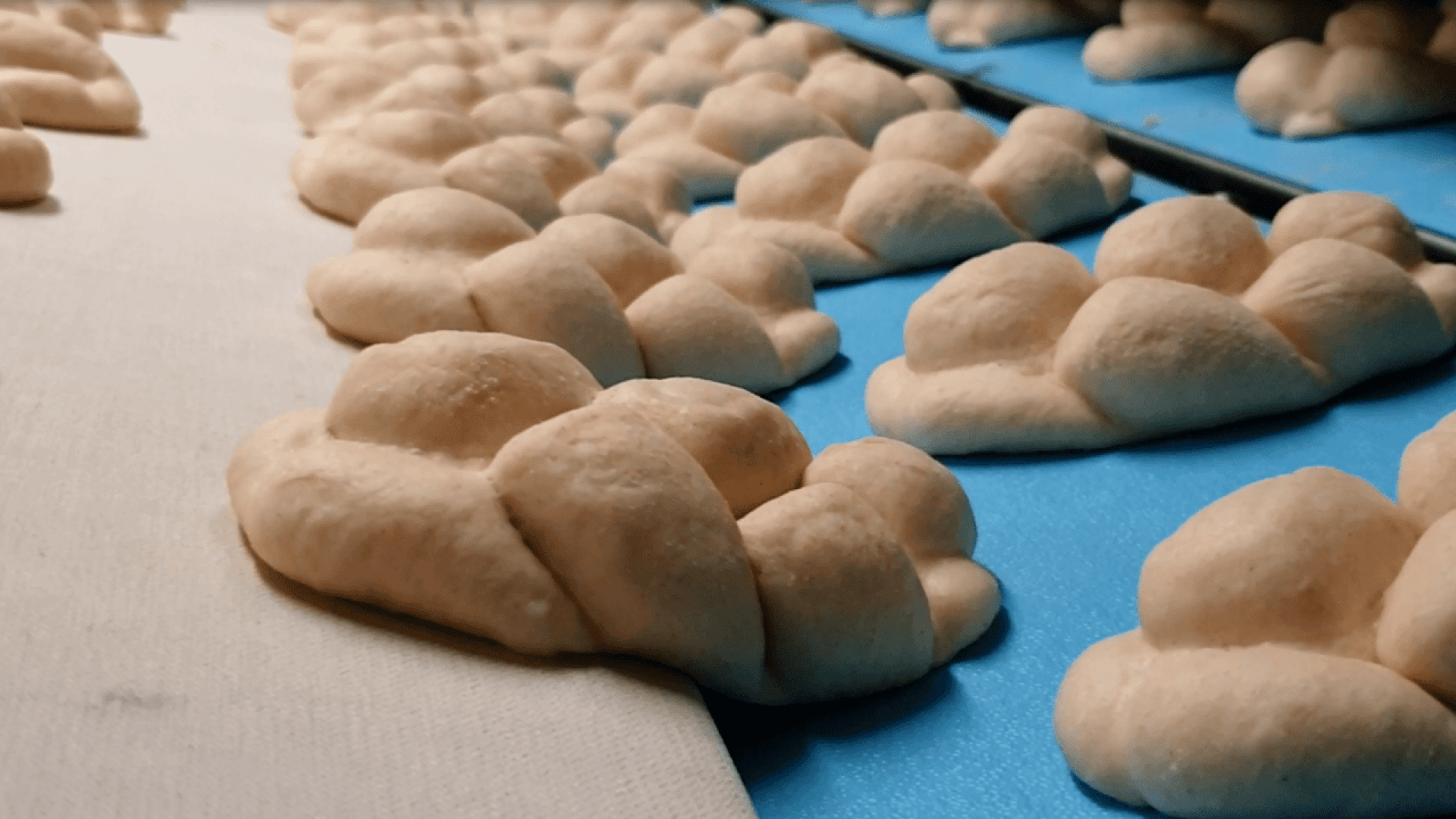 Reihen von ungebackenen, geflochtenen Brotteigstücken sind auf einer blauen Fläche angeordnet, bereit zum Backen. Der Teig hat ein leichtes, bemehltes Aussehen und die Zöpfe sind gleichmäßig groß.