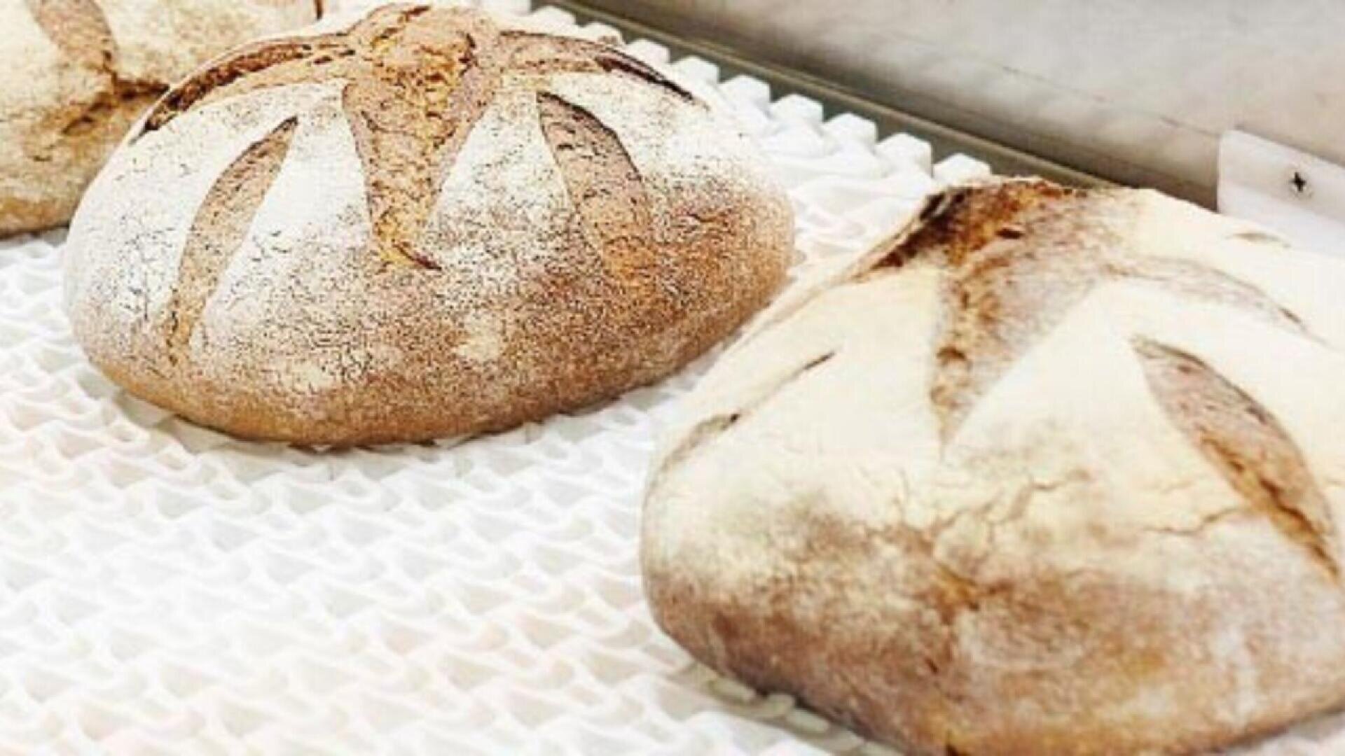 Two round loaves of rustic bread with a flour-dusted crust and decorative slashes rest on a white textured conveyor surface.